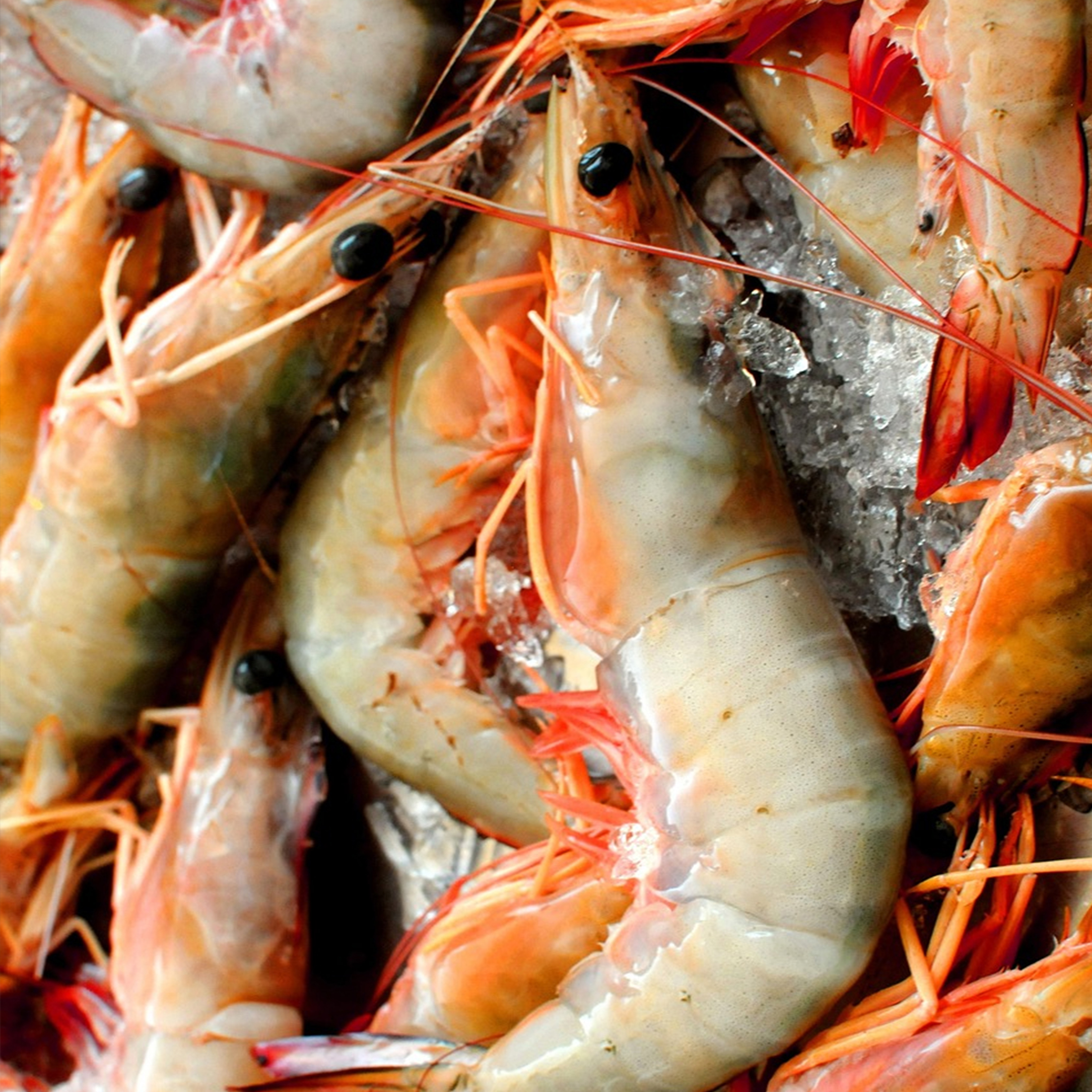 Camarones foto grande2